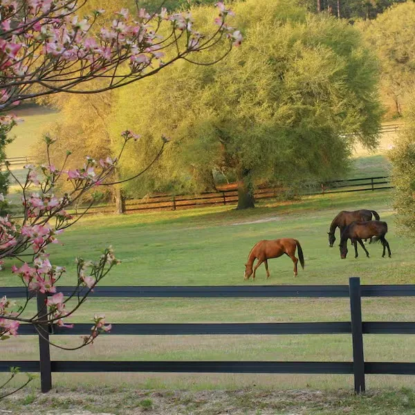 CenFlex Horse Rail Fence Installation - Monroe, Michigan